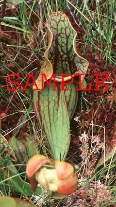 443-23s pitcher plant