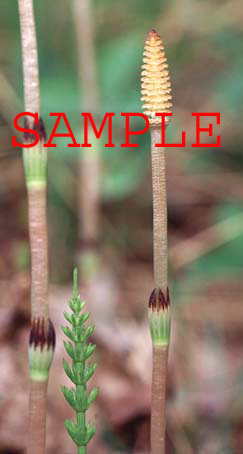 474-25s meadow horsetail