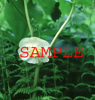 558-20s mayapple flower