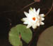 100-09p fragrant water lily