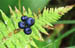 148-09p blue bead lily