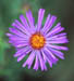 318-04s new england aster