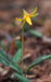 471-32s trout lily