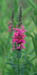 569-18s loosestrife