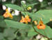 608-02p capensis flowers