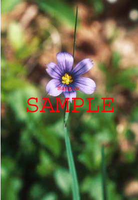 084-23s blue-eyed grass