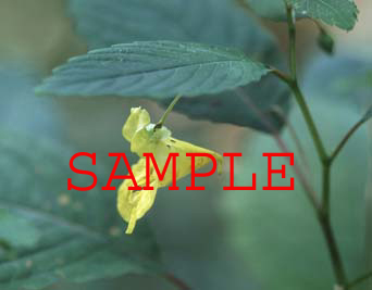 318-15s pale jewelweed