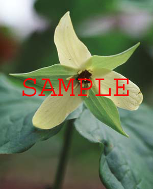 398-10s trillium mut