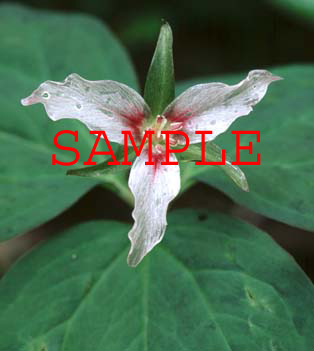 502-35s painted trillium