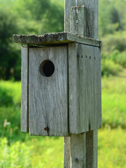 Bluebird Box - Readers' Corner